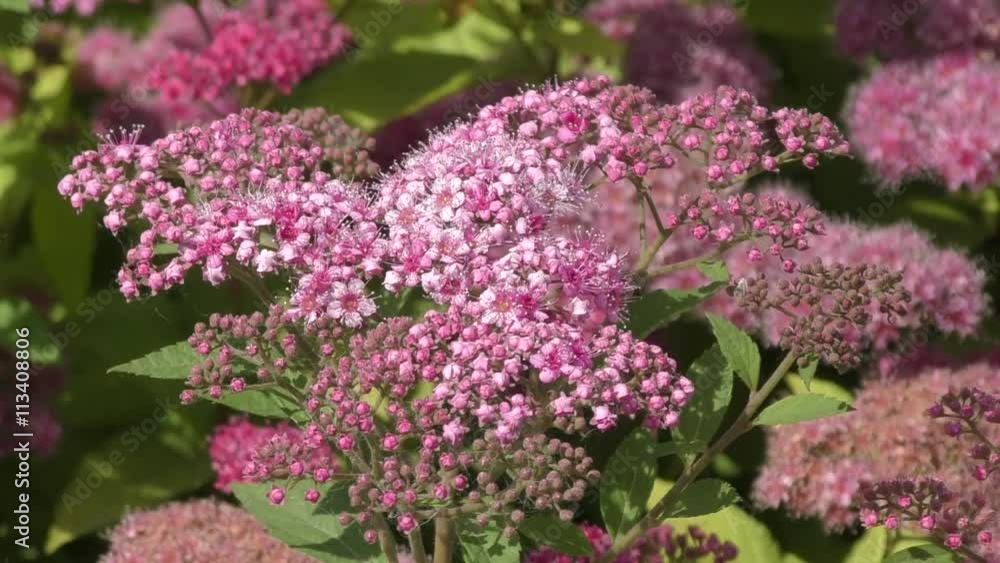 Spirea flower pink in the summer garden. Spirea flower pink in the summer garden.