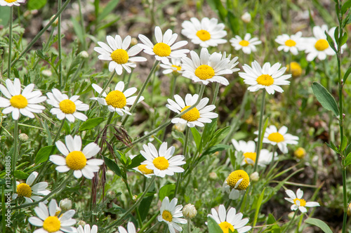 steppe field of daisies