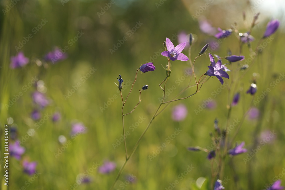 Колокольчики в поле
