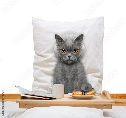 Fototapeta Naklejka Na Ścianę i Meble -  cat eats in bed and drink