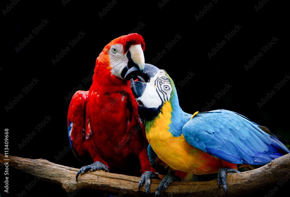 Fototapeta premium Two parrot in love, isolated in black background