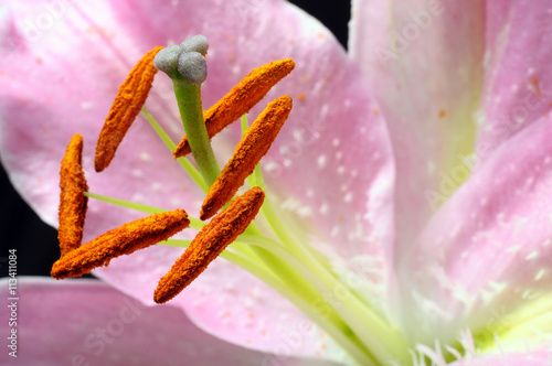 Macro of pink lily photo