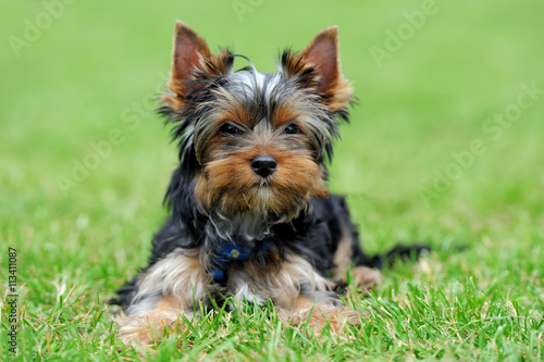 Yorkshire Terrier dog