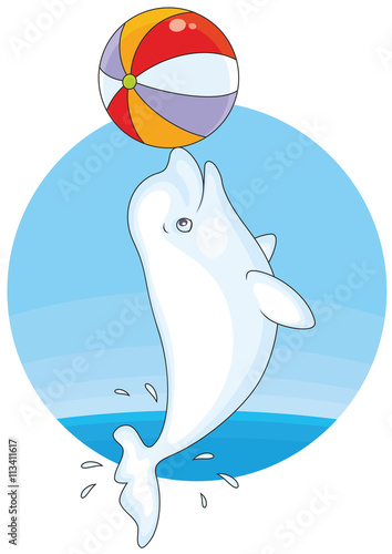 beluga whale playing with a big colorful ball