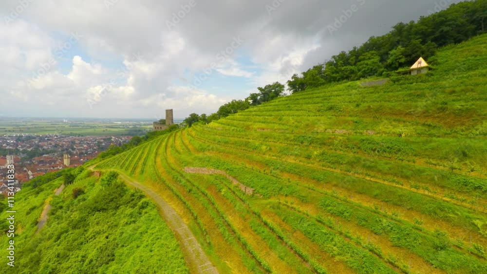 Vineyard, bird's view Vineyard, bird's view
