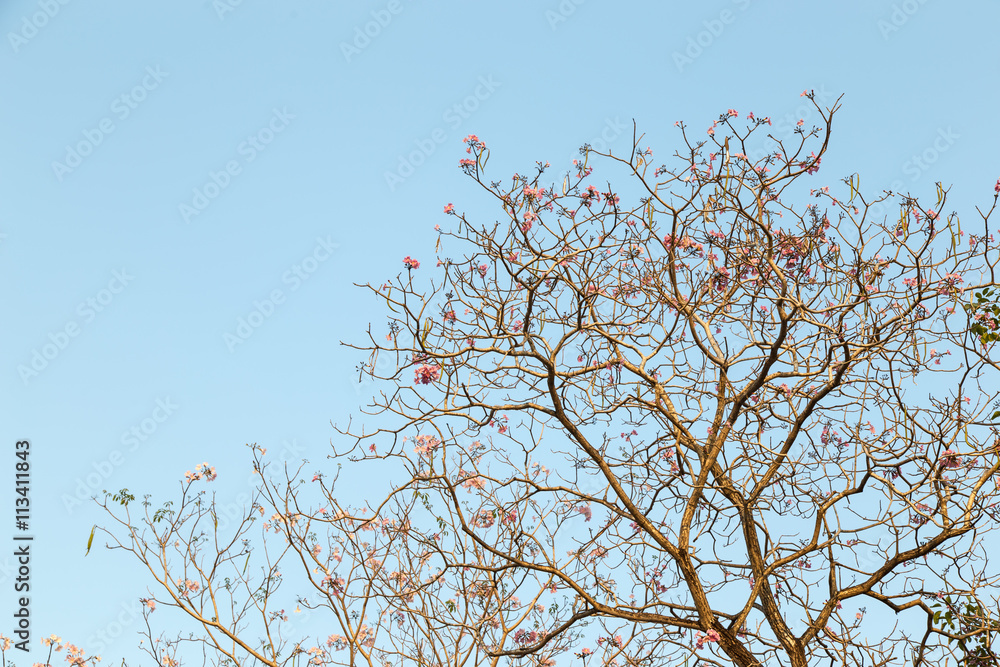 Beautiful blooming pink flower of Tabebuia heterophylla. (Trumpet Tree )
Beautiful blooming pink flower of Tabebuia heterophylla. (Trumpet Tree )