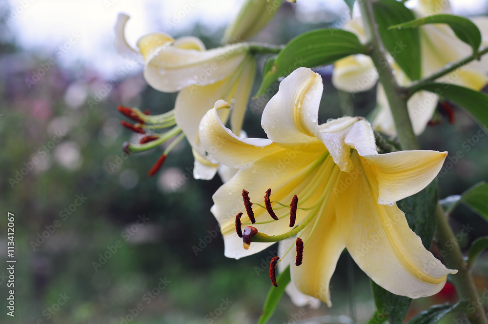 A beautiful easter lily in the garden A beautiful easter lily in the garden