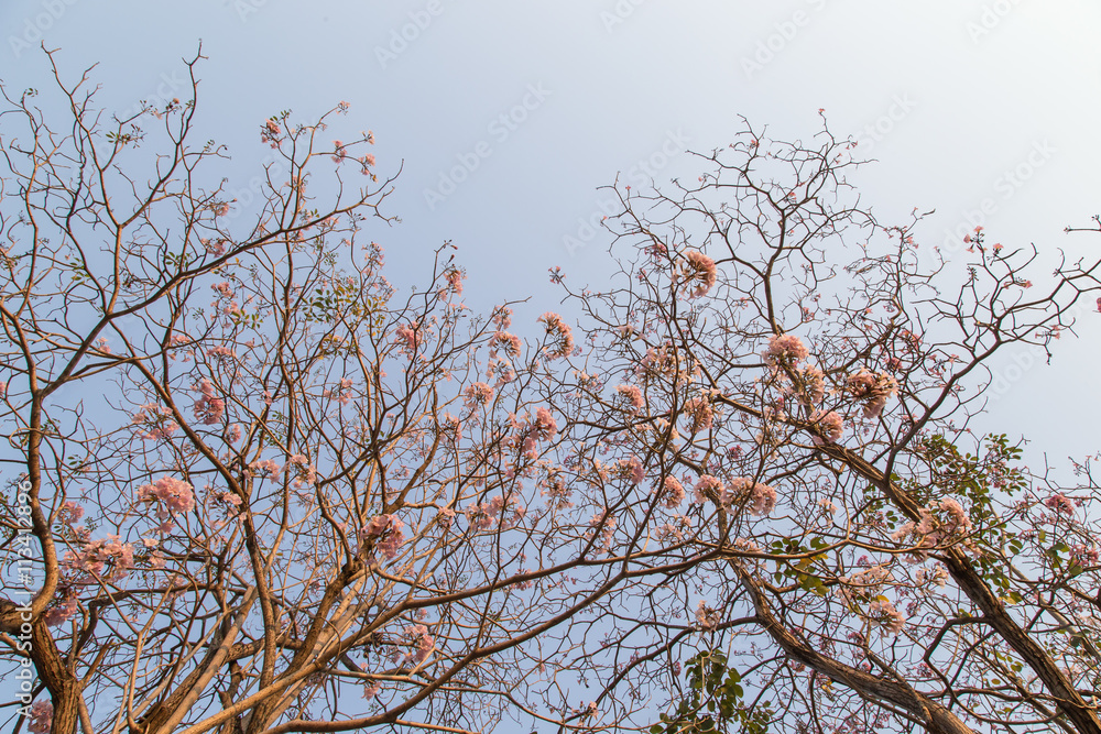 Beautiful blooming pink flower of Tabebuia heterophylla. (Trumpet Tree )
Beautiful blooming pink flower of Tabebuia heterophylla. (Trumpet Tree )