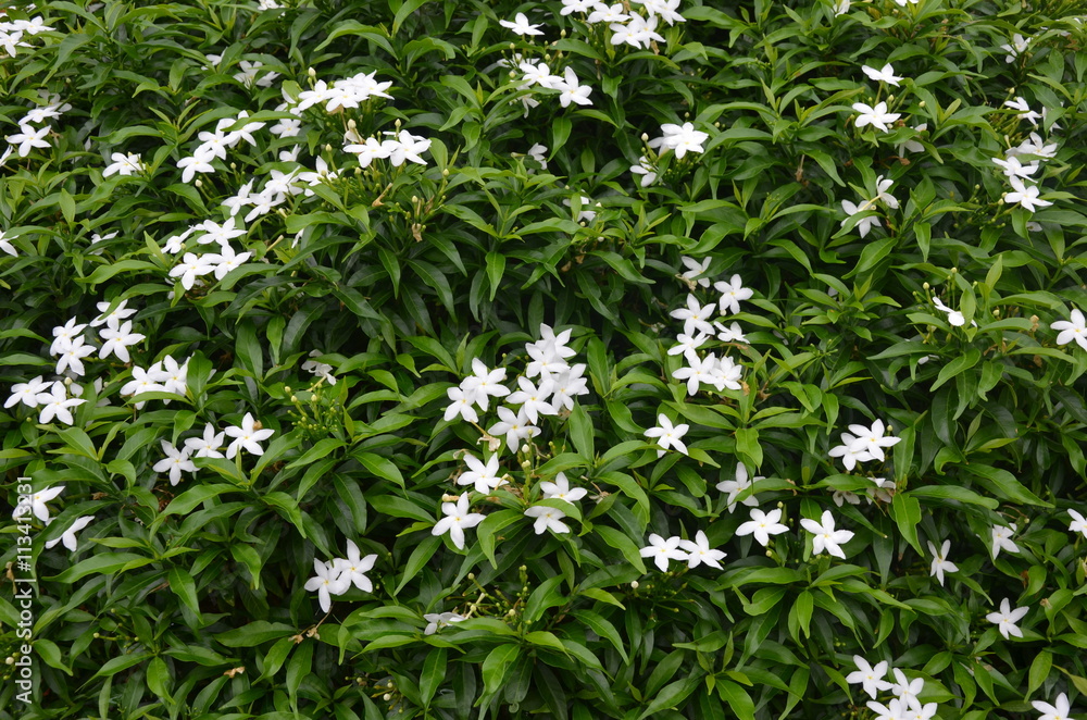 beautiful white flowers and leaves green background beautiful white flowers and leaves green background