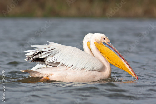 Great pelican