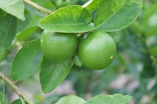 Wallpaper Mural Lime fruit, Lime green tree hanging from the branches of it Torontodigital.ca