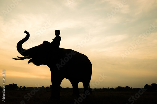 Elephant silhouette
