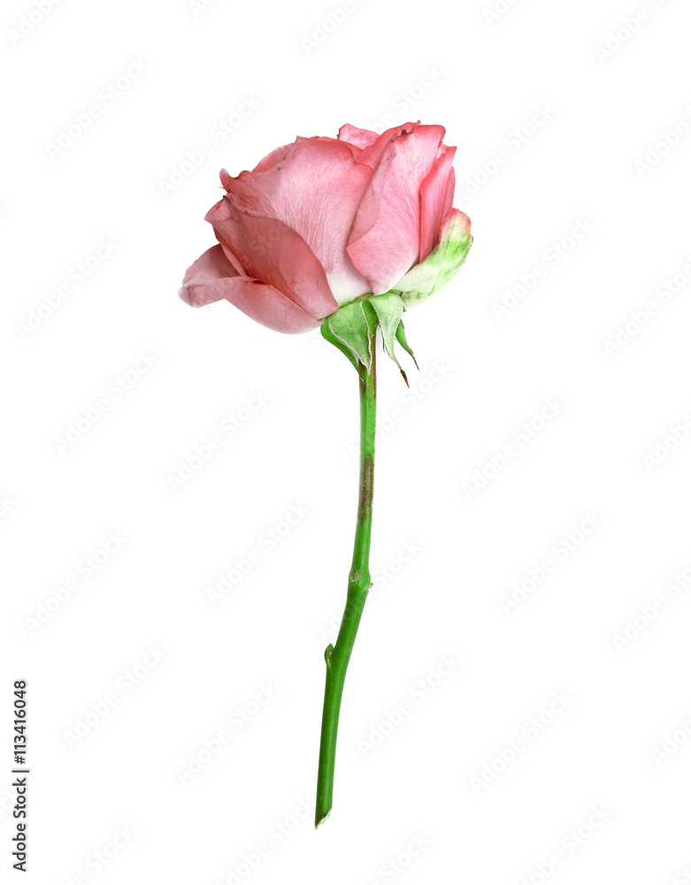 Beautiful single pink rose isolated on white background Beautiful single pink rose isolated on white background