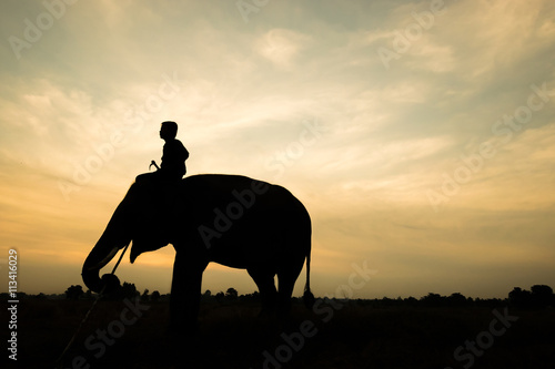 Elephant silhouette