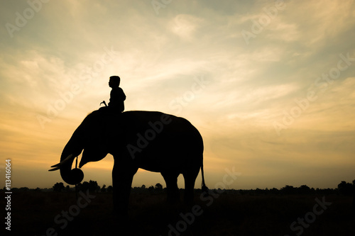 Elephant silhouette