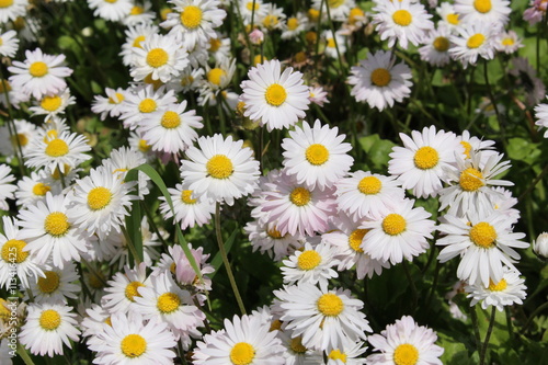 White and yellow "Annual Daisy" flowers in St. Gallen, Switzerland. Its Latin name is Bellis Annua, native to the Mediterranean region and Northern Africa.