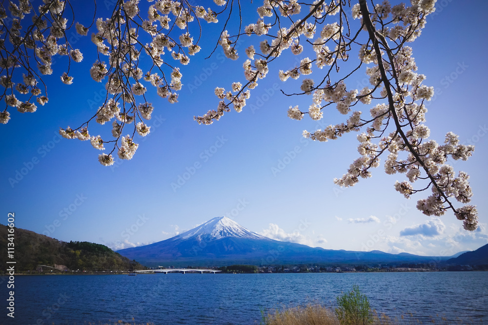 Mt. Fuji with lake and cherry blossom, Japan