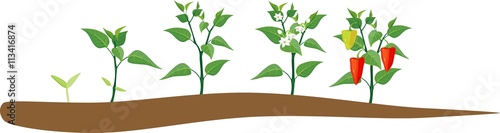 Pepper growing stage