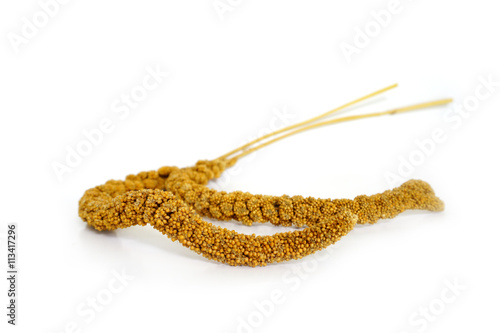 Red millet on white background