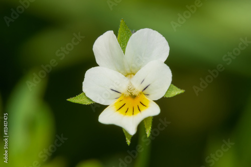 Small white wildflower, smaller than one centimeter