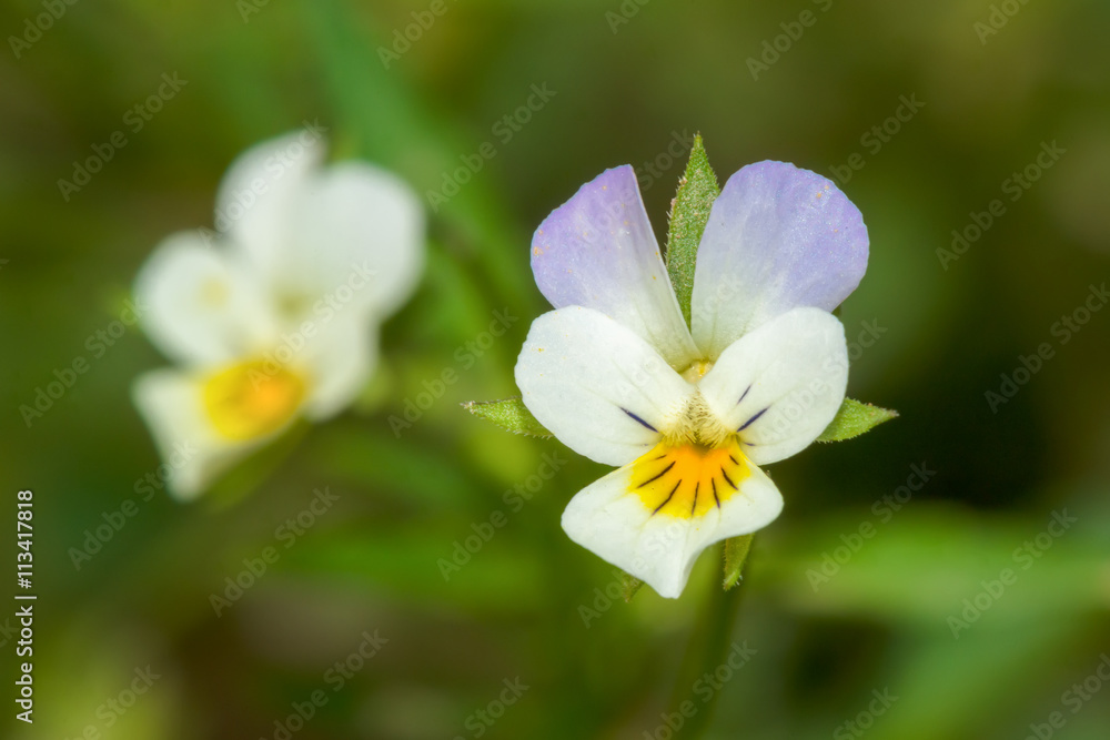 Small white wildflower, smaller than one centimeter Small white wildflower, smaller than one centimeter