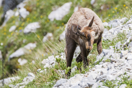 Chamois  Rupicapra pyrenaica ornata