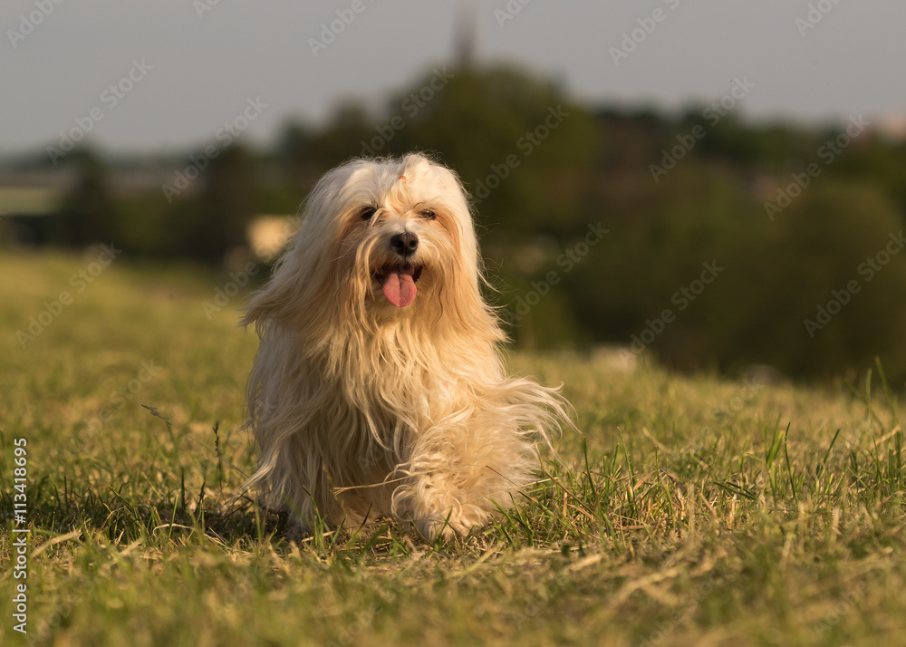 Havaneser Hund rennt auf einer Wiese Havaneser Hund rennt auf einer Wiese