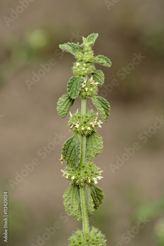 Marrubium vulgare - white horehound