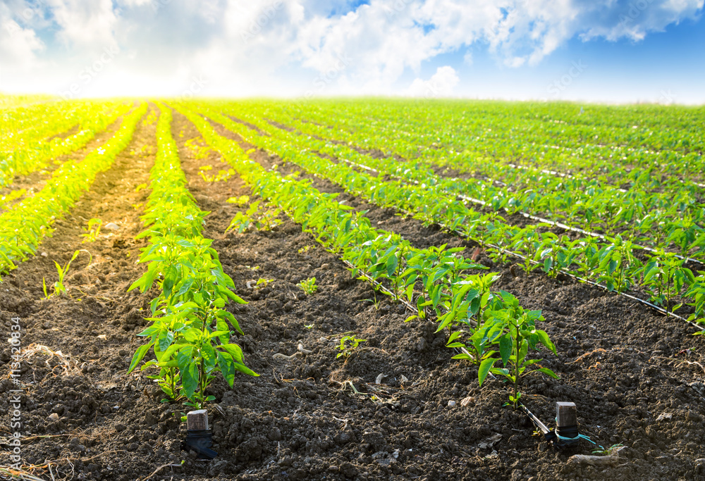 Young Peppers in a row, cultivated field in Spring Young Peppers in a row, cultivated field in Spring