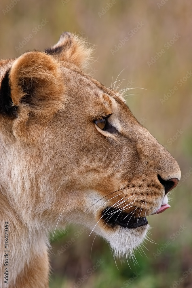 Lioness in national park Nakuru in Kenya Lioness in national park Nakuru in Kenya