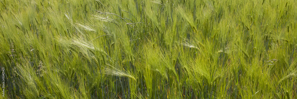 Feld mit Gerste, Nordrhein-Westfalen, Deutschland Feld mit Gerste, Nordrhein-Westfalen, Deutschland