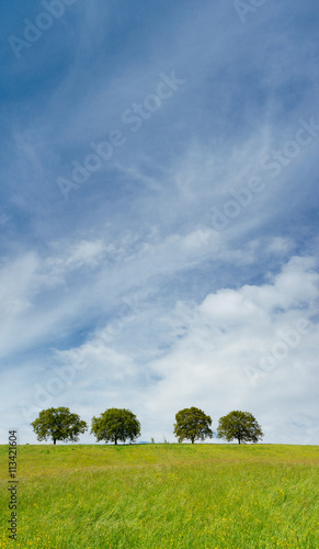 trees (100) with blue sky and clouds