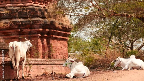 caws closeup in Old Bagan of Myanmar - sunny day