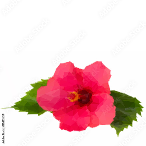 colorful red hibiscus flower