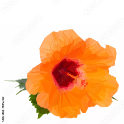 orange hibiscus flower