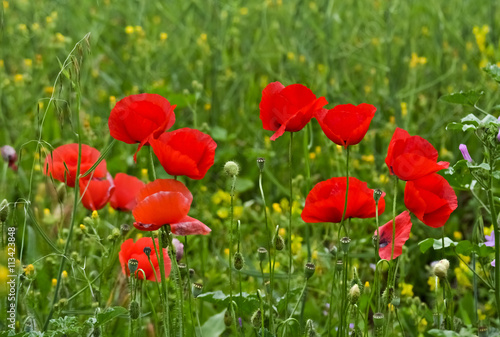 Closeup of red poppies