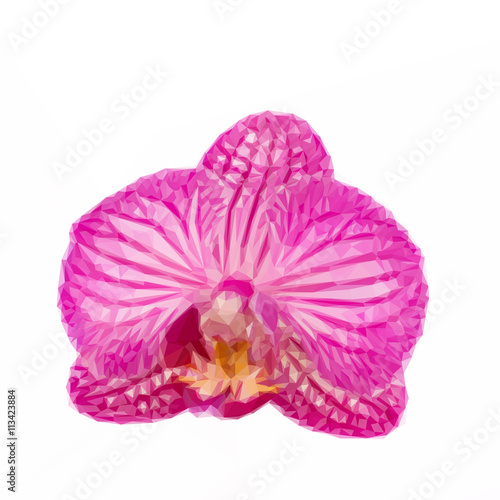 on flower of orchid