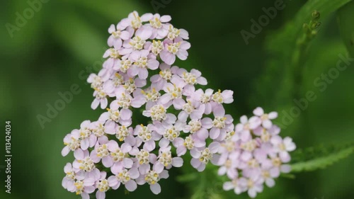  garden of italy white little flower    move by the wind in wild. photo