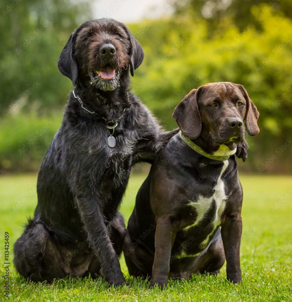 Black dogs posing together.