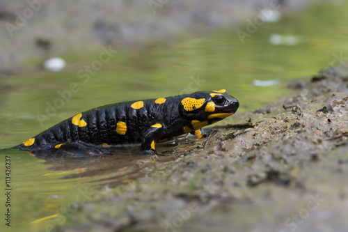 Black Yellow Spotted Fire Salamander
