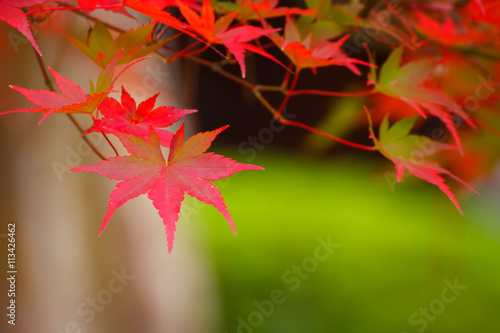 Colorful Maple Leaves in Autumn