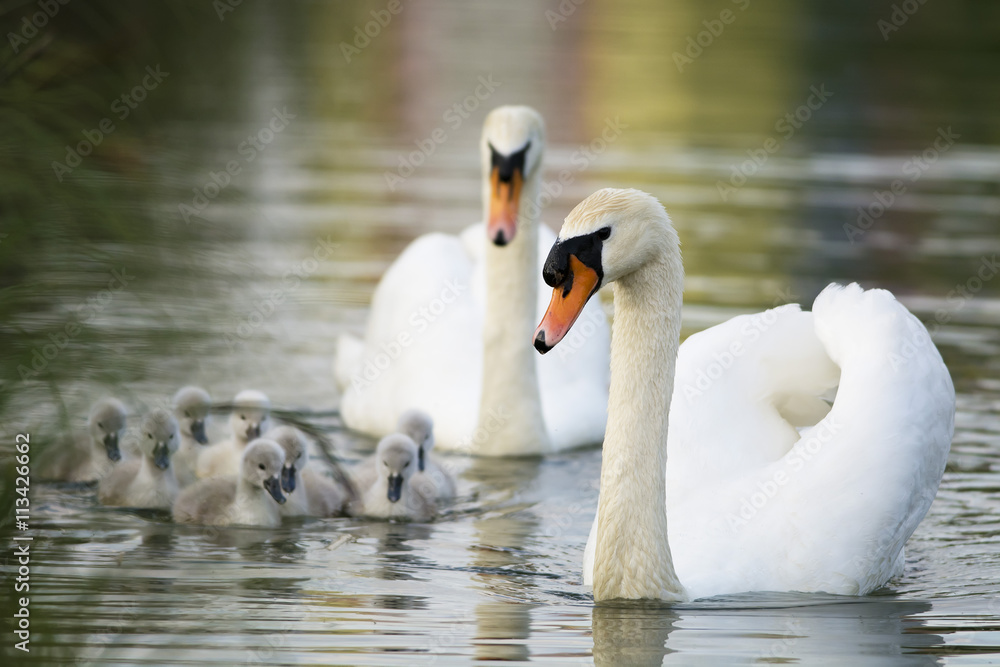 Fototapeta premium White swans family