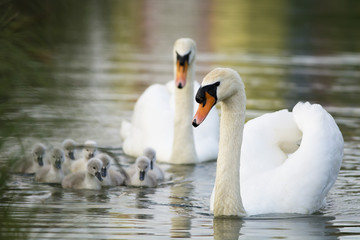 Acrylglasbilder Schwan Schwanenfamilie auf ruhigem Gewässer  © kanuaq