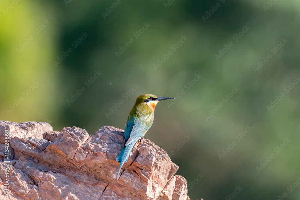 Fototapeta premium Blue-tailed Bee-eater, Merops philippinus, tropical bird, Thailand