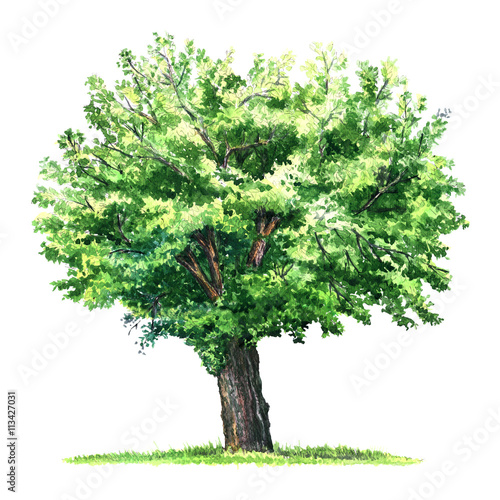 green isolated mulberry tree, watercolor illustration on white