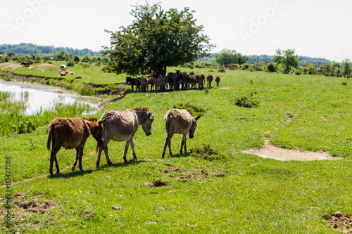  donkeys grazing springtime