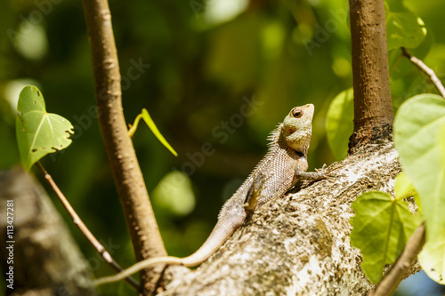 Chameleon sunbathe in morning with blur nature background