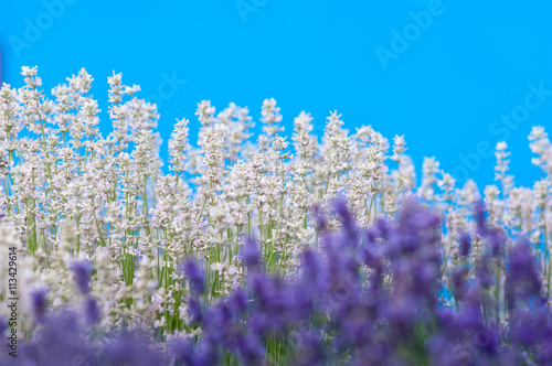 Lavender flower Natural look of Lavender flowers Lavandula