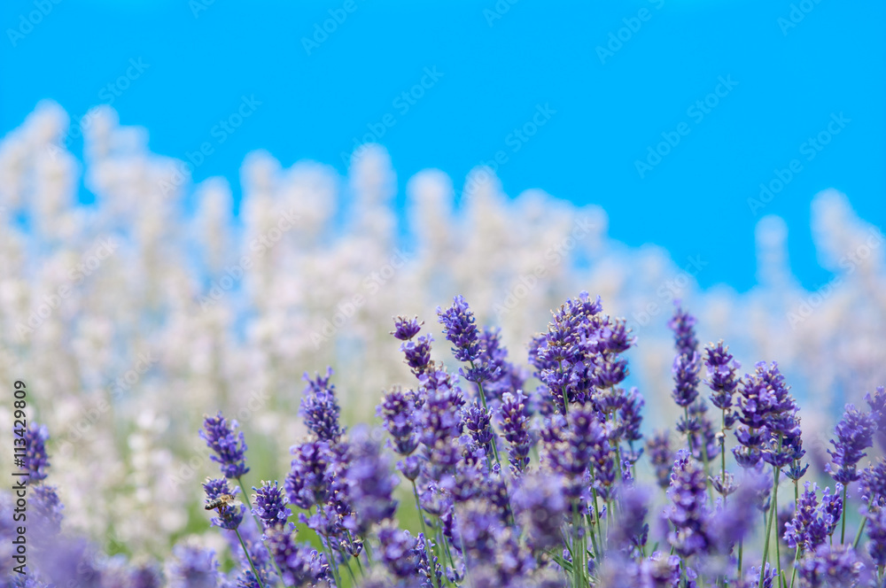 Obraz premium Lavender flower Natural look of Lavender flowers Lavandula