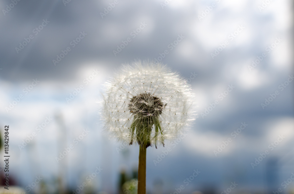 Obraz premium Close-up photo of ripe dandelion.